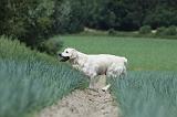 GOLDEN RETRIEVER 687
